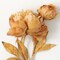 Sullivan's Peony Spray, Brown Faux Floral Stem for Crafting, Weddings, Home and Holiday Decoration, 22 Inch